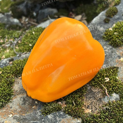 Томат АБРИКОСОВАЯ ФАВОРИТКА