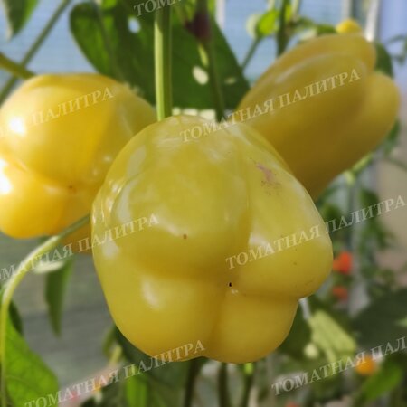 Томат Перец БЕЛЫЙ БЫК