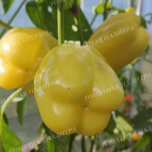 Томат БЕЛЫЙ БЫК