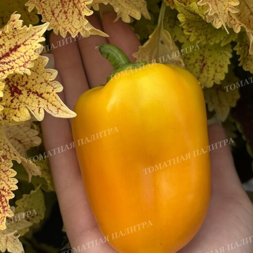 Томат Перец КАЛИФОРНИЯ ВОНДЕР ГОЛД
