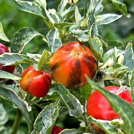 Томат ВАРИЕГАТНЫЙ МИНИКОЛОКОЛЬЧИК (Mini Bell Variegated)