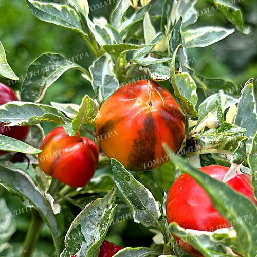 Томат ВАРИЕГАТНЫЙ МИНИКОЛОКОЛЬЧИК (Mini Bell Variegated)