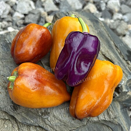 Томат Перец ВИОЛГО / Германская Виолончель (Violgo) 