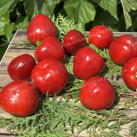 Томат ГОГОШАР КРАСНЫЙ (Gogoscharii Red)