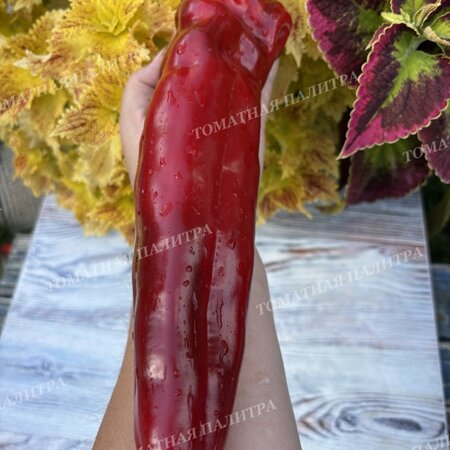 Томат Перец Д’Артаньян.