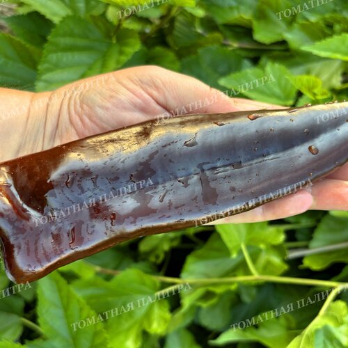 Томат Перец КОРНО ДИ ТОРО ШОКОЛАДНЫЙ (Corno di Toro Chocolate)