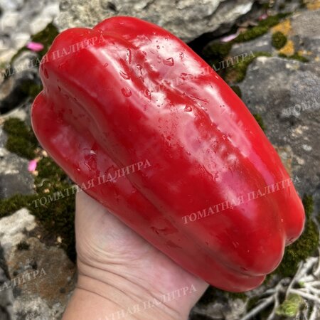 Томат Перец МЕГА ИТАЛИЯ КРАСНАЯ (Mega Italy Red)