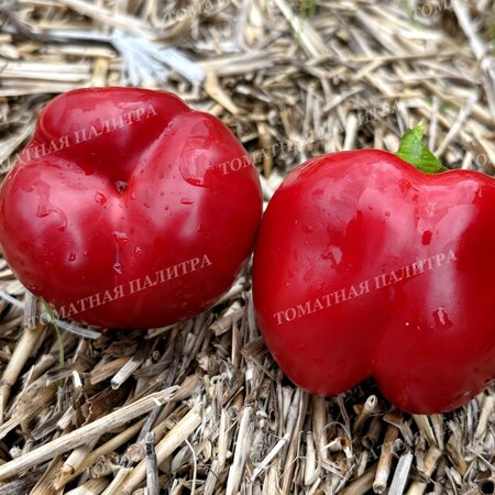 Томат Перец ГОГОШАР НАСТОЯЩИЙ СОВЕТСКИЙ 