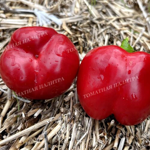 Томат Перец ГОГОШАР НАСТОЯЩИЙ СОВЕТСКИЙ 