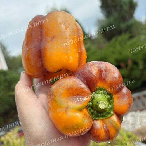 Томат Перец Гэлэкси / Галактика (Galaxy), Бельгия.