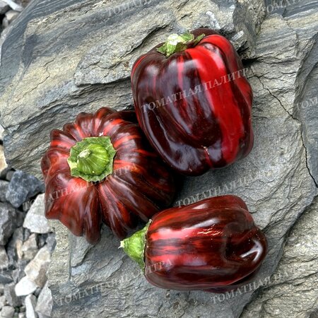 Томат Копия Перец КЭНДИ КЕЙН Шоколад (Candy Cane Chocolate)