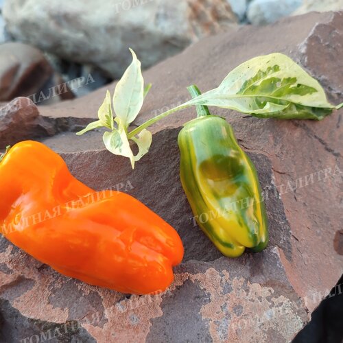 Томат  Перец КЭНДИ КЕЙН ОРАНЖ (Candy Cane Orange)