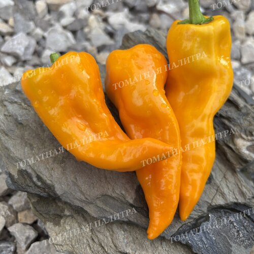 Томат Перец Маркони Золотой (Marconi Golden), Италия.