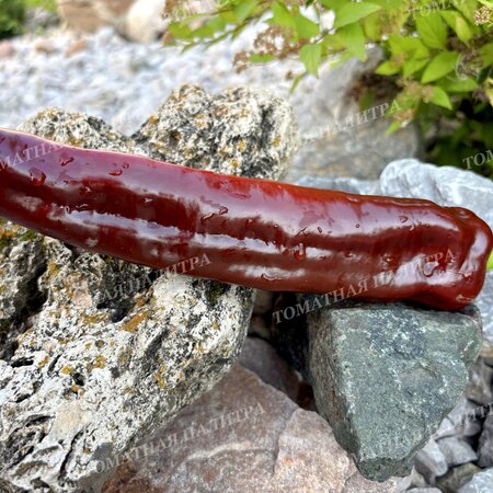 Томат Перец Палермо шоколадный (Palermo Сhocolate)