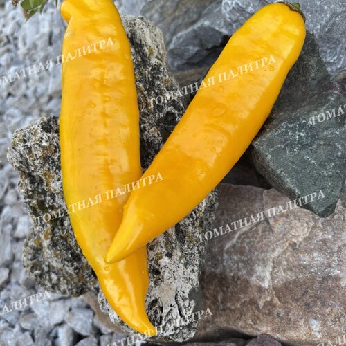 Томат Перец Палермо ЖЕЛТЫЙ (Palermo Yellow)