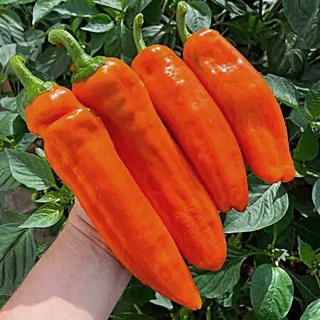 Томат Перец Палермо ОРАНЖЕВЫЙ (Palermo Orange)