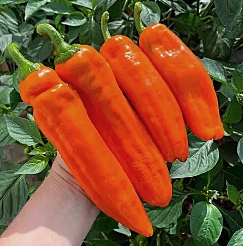 Томат Перец Палермо ОРАНЖЕВЫЙ (Palermo Orange)