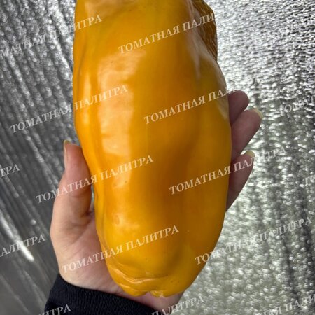 Томат Перец МЕГА ИТАЛИЯ ЖЕЛТАЯ (Mega Italy Yellow)