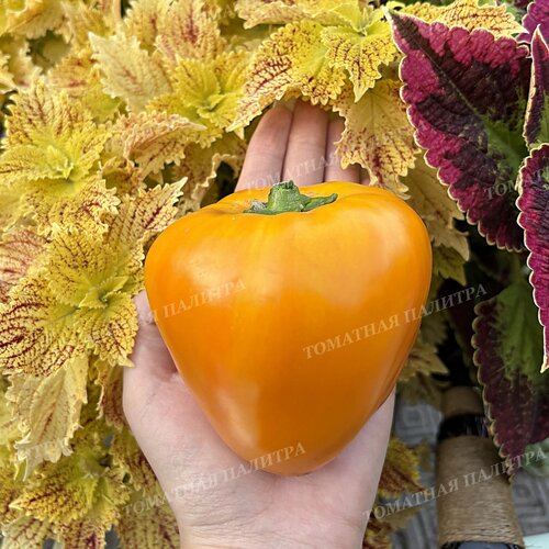 Томат Перец ГОГОШАР ЖЕЛТЫЙ