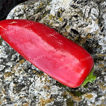 Томат Перец Красный Галстук