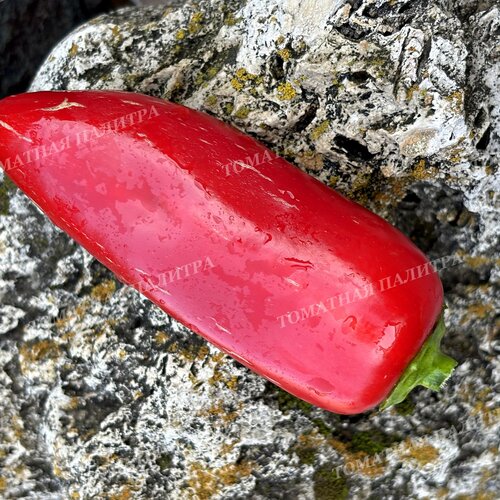 Томат Перец Красный Галстук