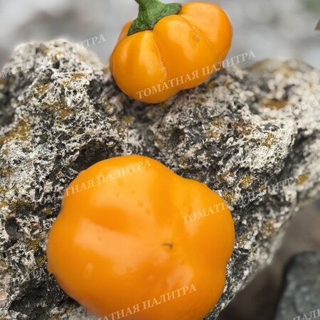 Томат Перец Голден Рэйн / Золотой дождь (Golden Rain)
