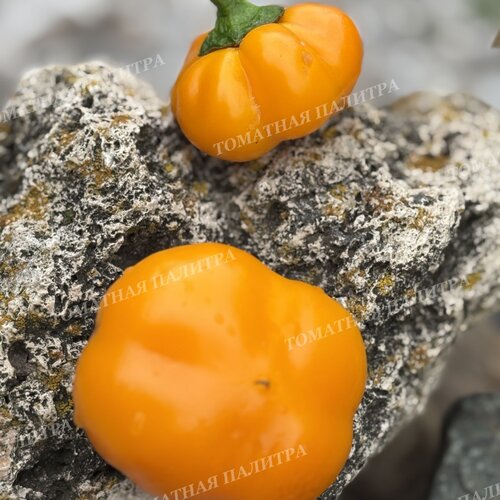 Томат Перец Голден Рэйн / Золотой дождь (Golden Rain)