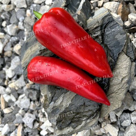 Томат Перец ИСПАНСКИЙ РИКО