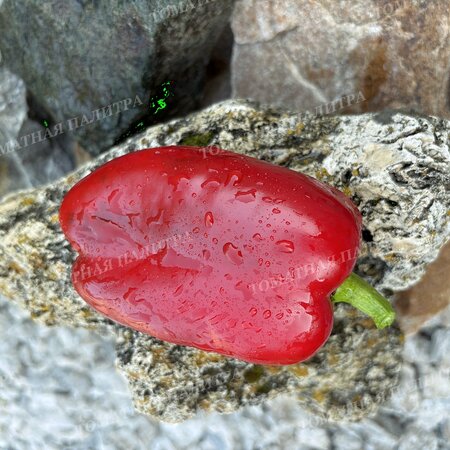 Томат Перец КОРОЛЬ СЕВЕРА (King Of The North), США.