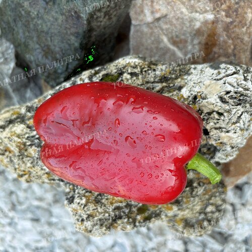 Томат Перец КОРОЛЬ СЕВЕРА (King Of The North), США.