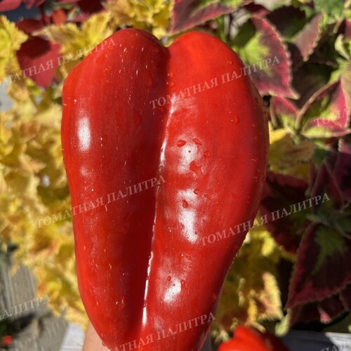 Томат Перец КРОМО РЕД (Kromo Red)