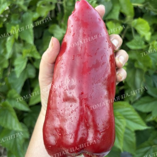 Томат Перец КРАСНЫЙ ГИГАНТ ДЖОРДЖИИ (Red Giant Georgia), США