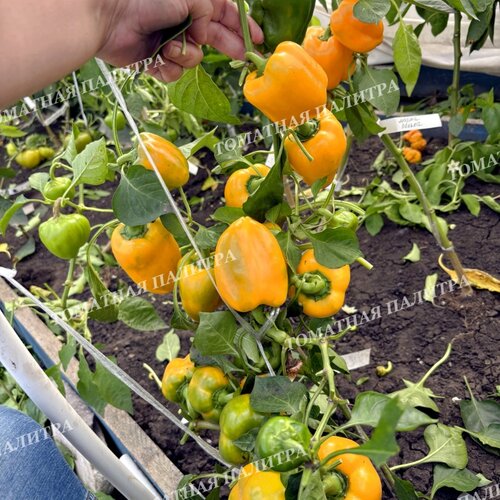 Томат Перец МАРТА ПОЛЬКА (Marta Polka), Польша.