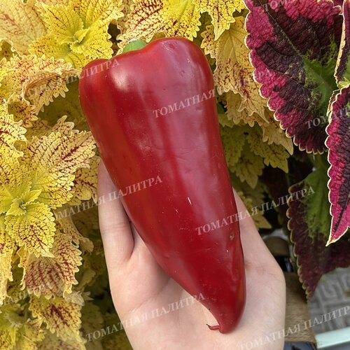 Томат Перец МЕРСЕДЕС 