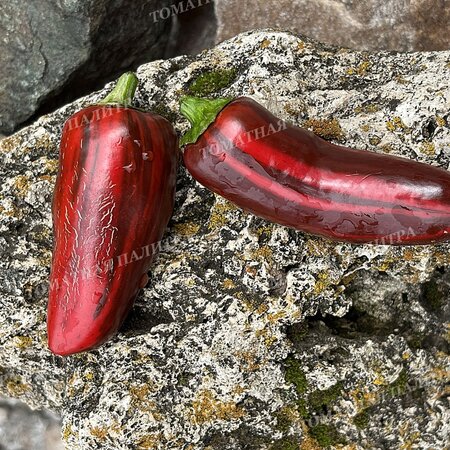 Томат Перец МОККО СВИРЛ / ВОДОВОРОТ МОККО (Mocha Swirl)