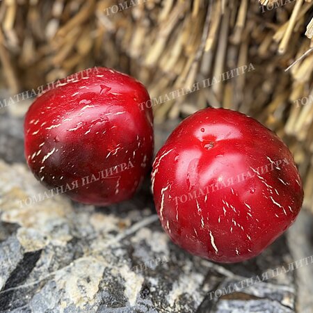 Томат Перец Ратунда Красная (Ratund Red)