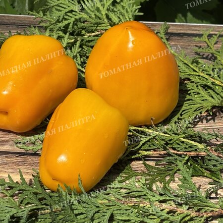 Томат Перец РАУМ / КОСМОС (Raum), Германия.