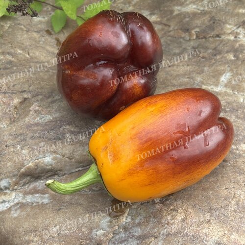 Томат Перец ПУРПЛ СМУДЖ ГОЛД (Purple Smudge Gold), США