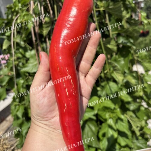 Томат Перец Рос де Майорка (ROS de Mallorca), Испания.