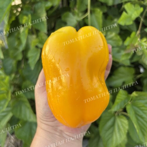 Томат Перец СЕРАФИМА