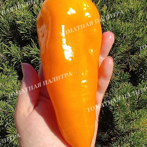 Томат Перец ЭСКАМИЛЬО (Pepper Escamillo), Италия.