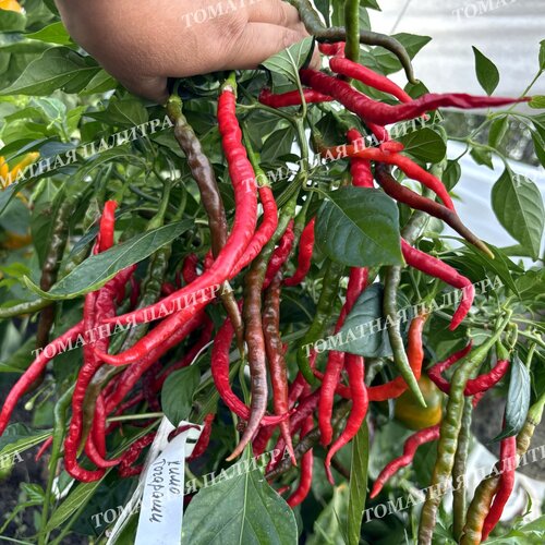 Томат Перец ХИМО ТОГАРАШИ (Himo Togarashi), Япония.