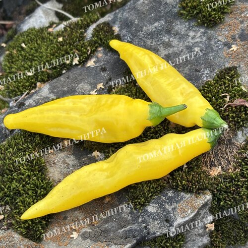 Томат Перец острый АДЖИ ЛИМОН ДРОП (Aji Lemon Drop)