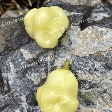 Томат Перец острый АДЖИ ФЭНТЭЗИ СПАРКЛИ ВАЙТ (Aji Fantasy Sparcly white)