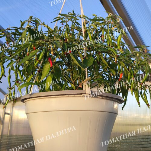 Томат Перец острый АМПЕЛЬНЫЙ КАРЛИКОВЫЙ ГОРШЕЧНЫЙ