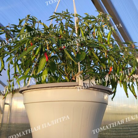 Томат Перец острый АМПЕЛЬНЫЙ КАРЛИКОВЫЙ ГОРШЕЧНЫЙ