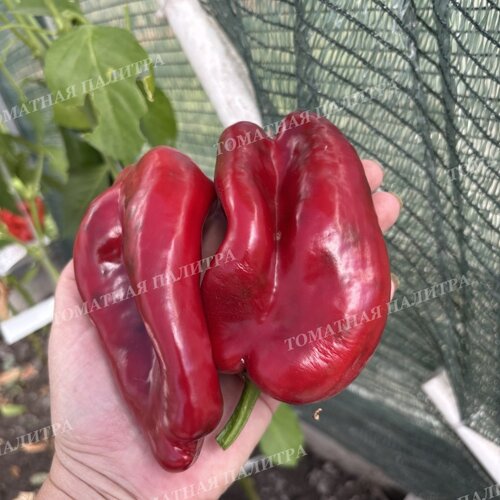 Томат Перец полуострый АНЧО РАНЧЕРО (Ancho Ranchero)