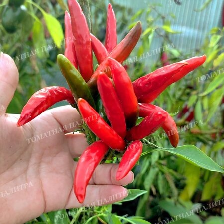 Томат Перец острый КАЙЕНСКИЙ ЗОЛОТОЙ (Cayenne Gold Pepper) 
