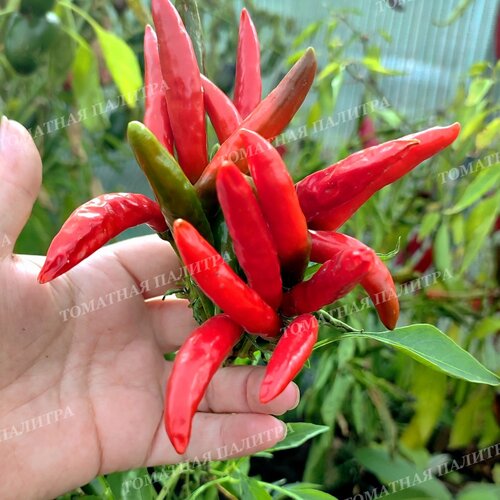 Томат Перец острый КАЙЕНСКИЙ ЗОЛОТОЙ (Cayenne Gold Pepper) 
