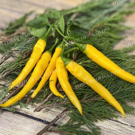 Томат Перец острый КАЙЕНСКИЙ ЗОЛОТОЙ (Cayenne Gold Pepper) 